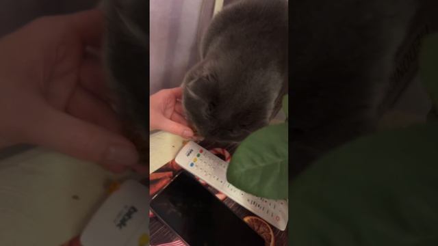 🔴 МУК БАНГ , ЕДА🔴 смотреть онлайн