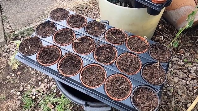 🌻 248 🌻 HARVESTING VEGETABLES 🌻 WINTER BRASSICAS 🌻 STRAWBERRY PROPAGATION 🌻 смотреть онлайн