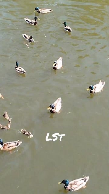 Утки плавают. #утка #duck #shorts #