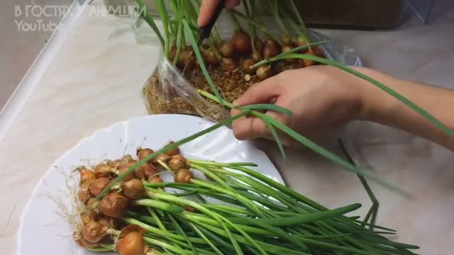 Зелёный лук дома за 15 дней — урожай на подоконнике! 🌱✨ смотреть онлайн