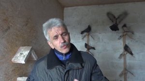 Николаевские голуби.Pigeon.Кировоградские голуби.
