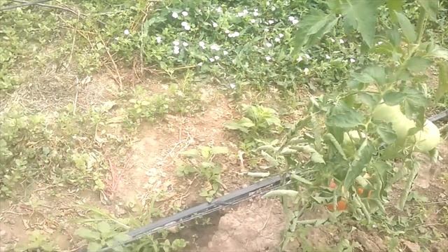 Yerli Pembe Domates (2012-2013 Sezonu Açık Alan) смотреть онлайн