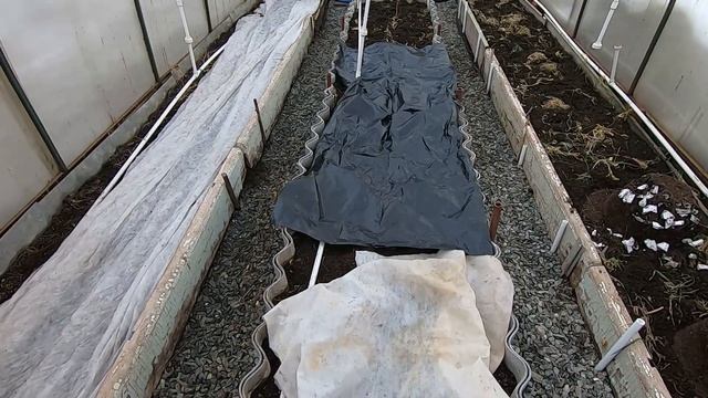 Поездка на дачу Сельдерей и Аквилегию в теплицу! смотреть онлайн