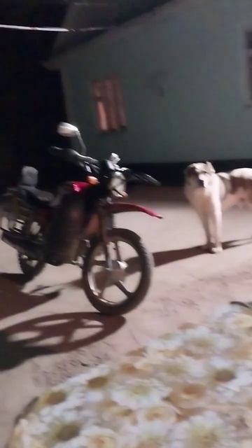 бой собак,алабай смотреть онлайн