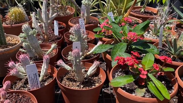 Great variety of outdoor cacti and succulents смотреть онлайн
