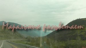 Маральник расцветает