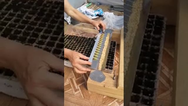 Сеене на камба. смотреть онлайн