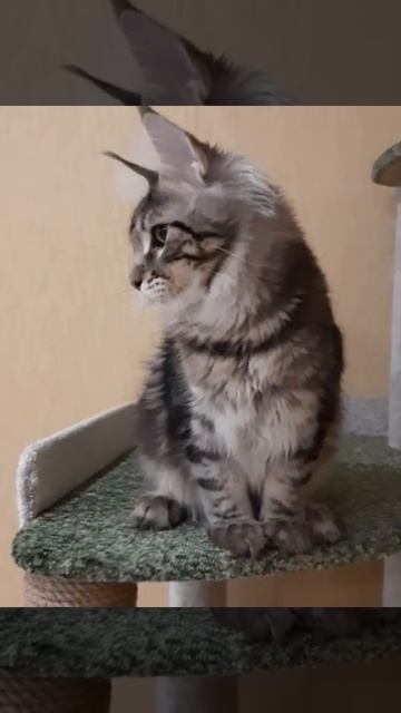 Котята мейн-кун смотреть онлайн