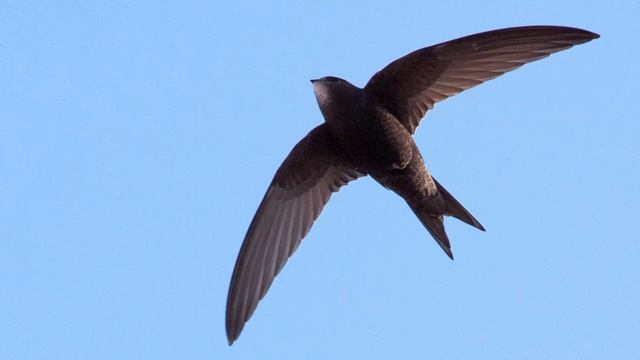 Common swift (Apus apus) 🦔 смотреть онлайн