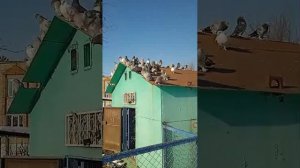Голуби породы Турецкая такла на продажу