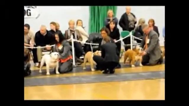 PACO MORENO, Bulldog breeder in Spain, DOES NOT DELIVER THE PEDIGREE of dogs! смотреть онлайн