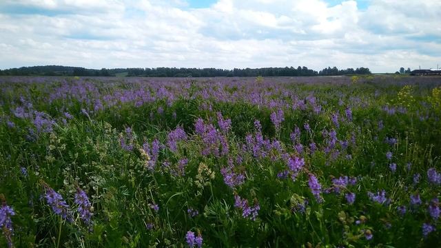 Н Рубцов  Зелёные цветы  #стихиолете#стихиомечтах#философскаялирика #поэты20века