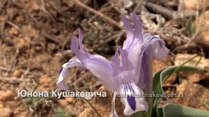 Юнона Кушакевича