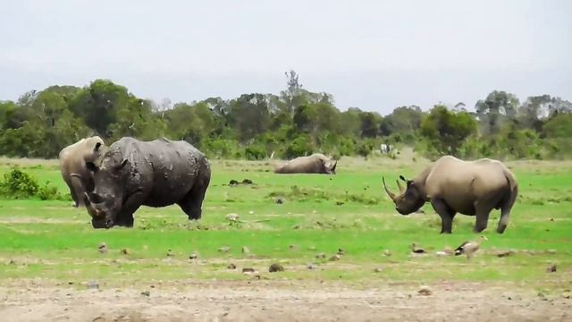 White Rhino & Black Rhino Stand Off