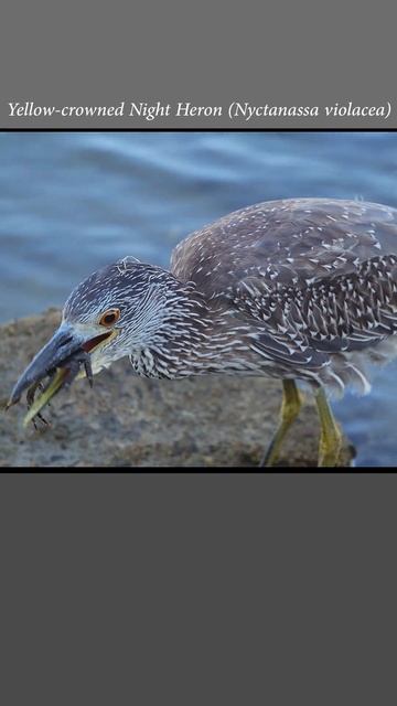 Yellow-crowned night heron feeds on a shorecrab смотреть онлайн