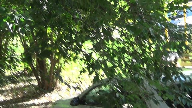 15 августа 2024 года - собаки охраняют территорию