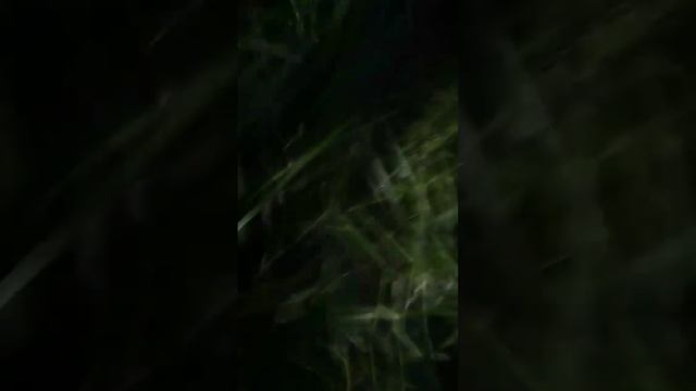 СИМБА ПОЗНАВАТЕЛЬ БАТУТ 4 смотреть онлайн