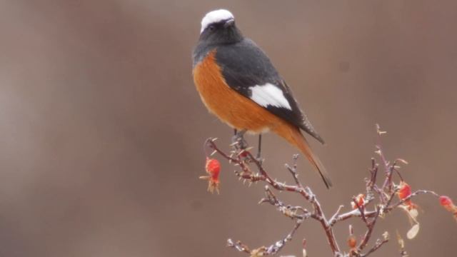 Güldenstädt's Redstart (Phoenicurus erythrogastrus) смотреть онлайн