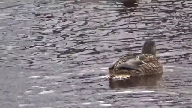 Тихвин смотреть онлайн