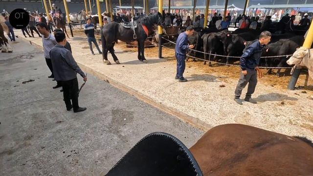 ОТ БОЗОР! HORSE MARKET! PFERDEMARKT! КОННЫЙ РЫНОК! PASAR KUDA! смотреть онлайн