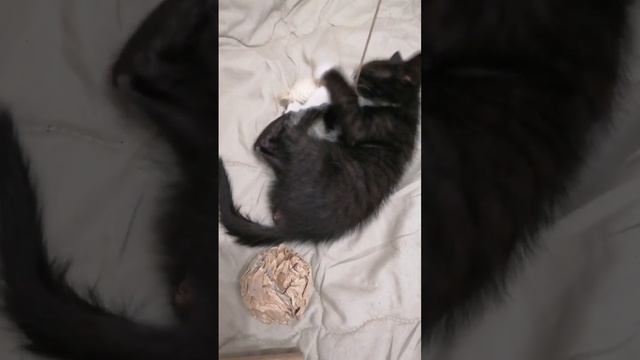 142 - Его птичка осталась без хвоста смотреть онлайн