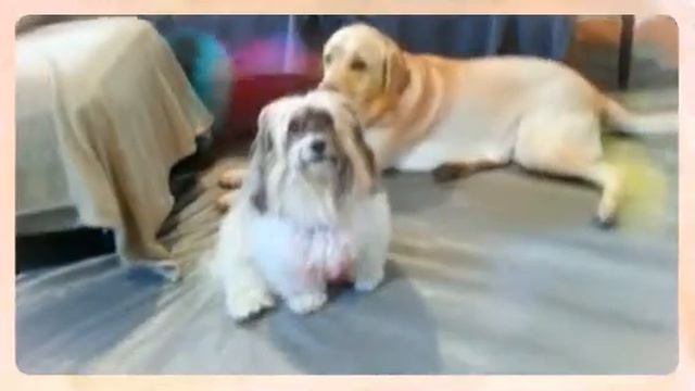 Get Smart, at Aunt Aud's Sit Stay & Play.mp4 смотреть онлайн