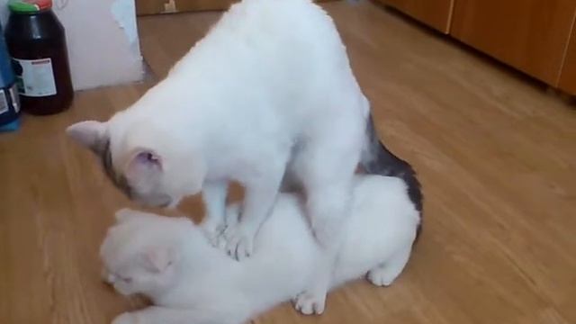 MOV_0027.mp4 смотреть онлайн