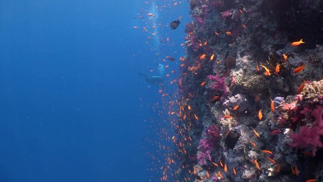 Red Sea 2019 Ambient Light Test - Ungraded смотреть онлайн