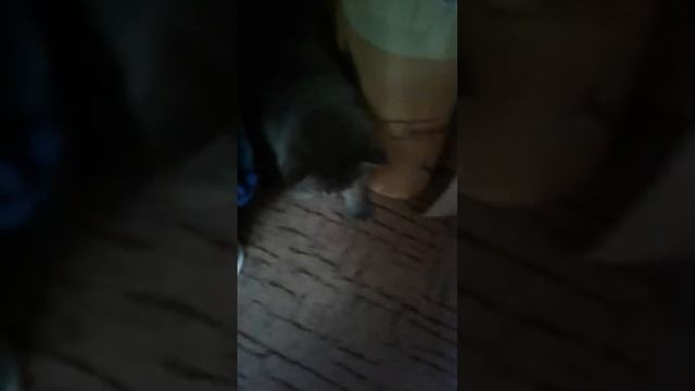 Мо китик Теди🐈🐈🐈🐈😇😇😇 смотреть онлайн