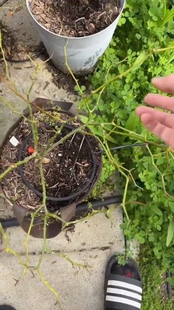 RIP Caribbean Red Habanero смотреть онлайн