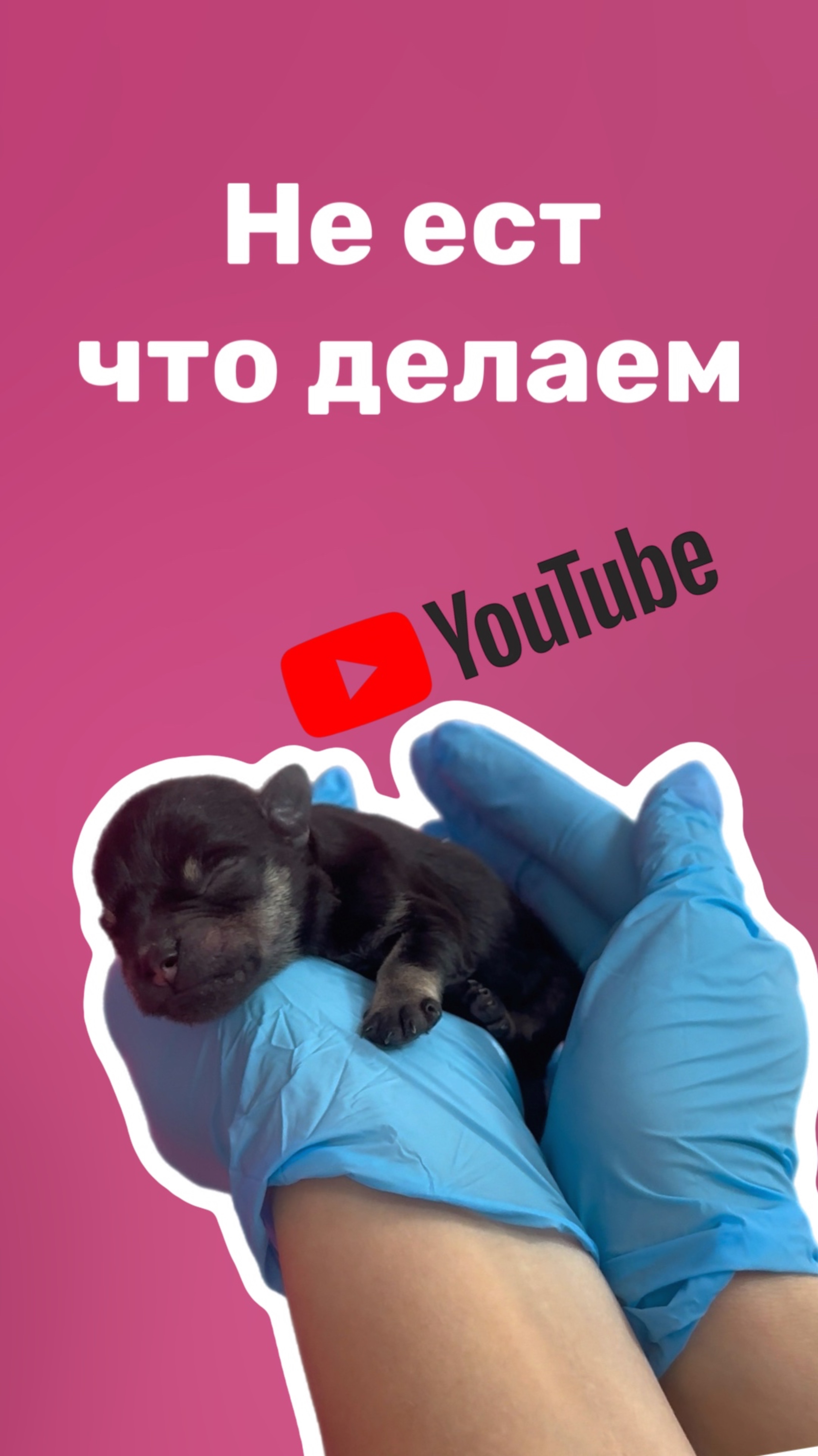 Щенку 1 день жизни, что делать, если не ест молоко самостоятельно