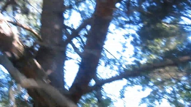 Пчеловодство. Как в лесу ловить рои..Поимка бродячего роя в лесу . Простой способ поимки роя. смотреть онлайн