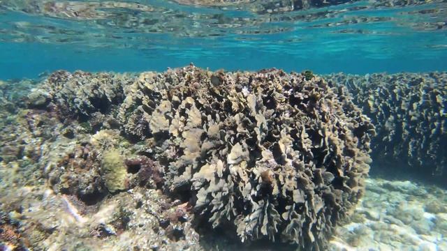 Snorkeling ROATAN, HONDURAS Sandy Bay Near Blue Bahia [4K] смотреть онлайн