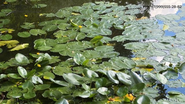 Купить квартиру рядом с прудами, ЖК, цены, отзывы с АН Москвы "ЧестнокофЪ " смотреть онлайн