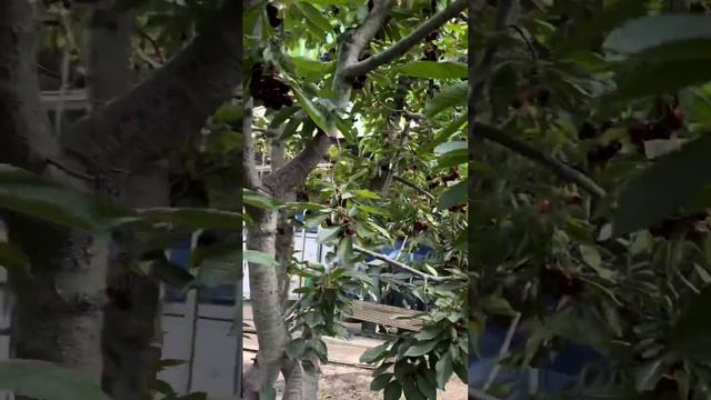 Тушум ото жакшы сорт валовой смотреть онлайн