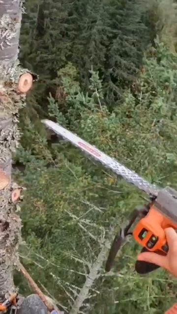 Topping A 185’ Tall Fir Tree. I Think This Is The Tallest Tree I’ve Ever Topped.