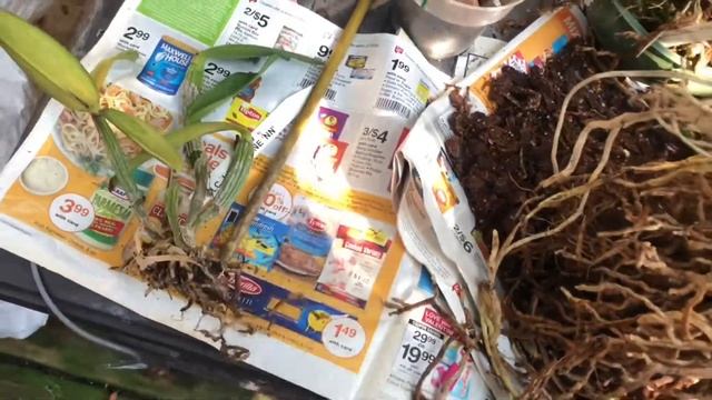 #REPOTTINGORCHIDS  AN ORCHID A DAY: EPISODE 98 MORE REPOTTING