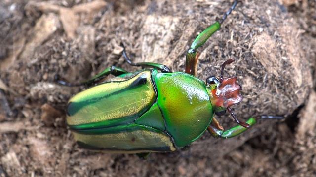 Beautiful Flower Beetle: Coelorrhina (Eudicella) hornimani from Africa (Cetoniidae) Beetle Studio смотреть онлайн