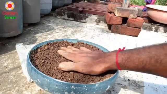 How To Grow 10 O'Clock Flower From Cutting