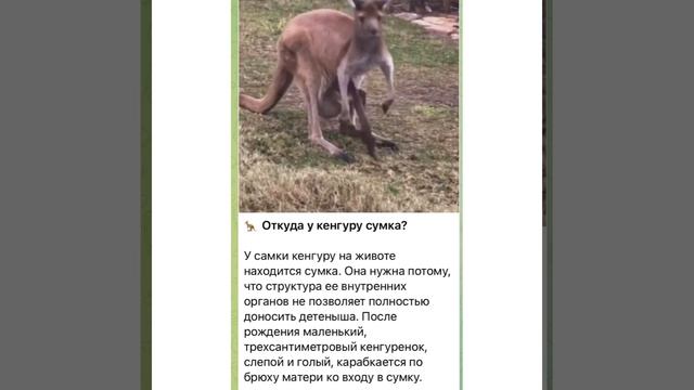 Наша Планета: Откуда у кенгуру сумка ?/18.02.22 смотреть онлайн