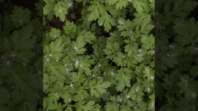 Небольшой ветер на озере смотреть онлайн