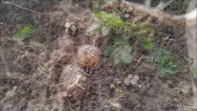 Копаем клубни часть 2 смотреть онлайн