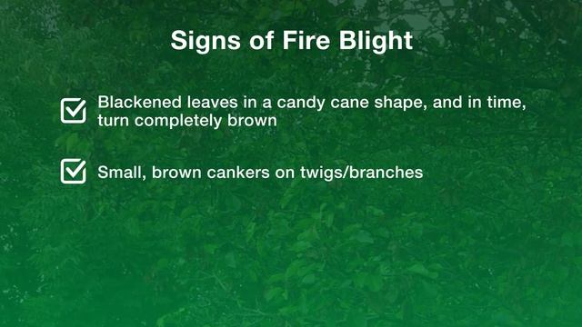 What is Fire Blight? смотреть онлайн