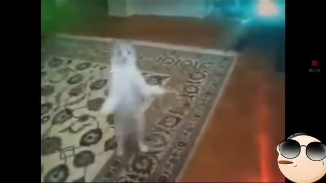 Коты танцуют шок