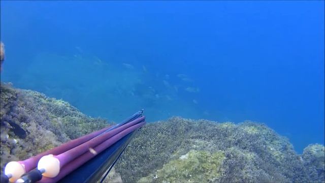 come si piscia un barracuda смотреть онлайн