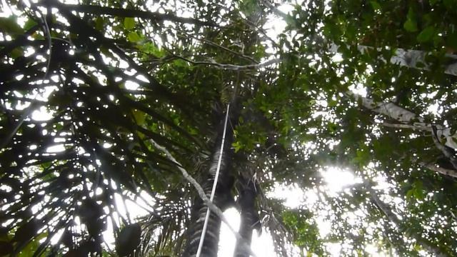 Coletas de cachos de Tucumã (Astrocaryum aculeatum Meyer) usando a ferramenta para colheita de cach смотреть онлайн