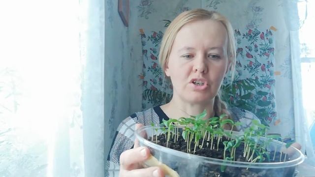 Пикировка перца бюджетный способ смотреть онлайн