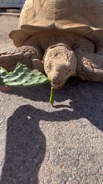 Ike Wasted No Time 🐢🐢