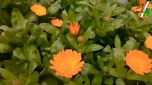 Ё Раб зи хоби гафлат бедор кун ту моро бехтарин нашид. Гуш кунед, дустон!