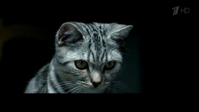 Реклама Whiskas | Вискас -  Кот и расческа